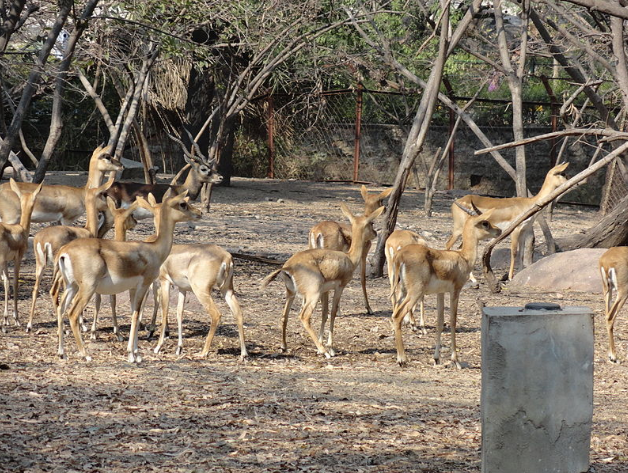 India Hyderabad Zoológico de Nehru Zoológico de Nehru Andhra Pradesh - Hyderabad - India