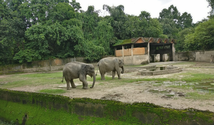 India Calcuta El Zoo de CALCUTA El Zoo de CALCUTA Bangla - Calcuta - India