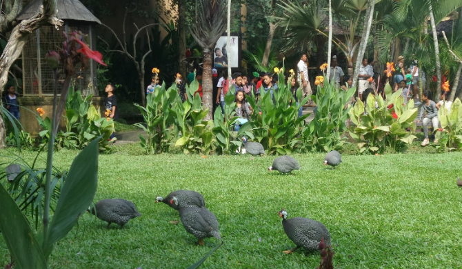 Indonesia Isla de Bali Jardín de aves Jardín de aves Indonesia - Isla de Bali - Indonesia