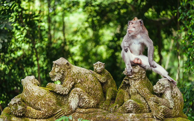 Indonesia Isla de Bali Bosque de los Monos Bosque de los Monos Asia - Isla de Bali - Indonesia