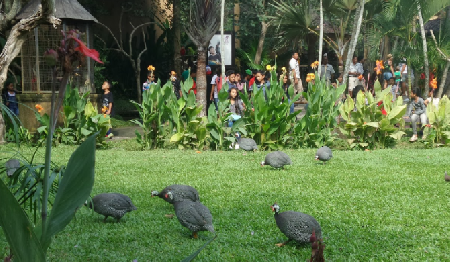 Jardín de aves