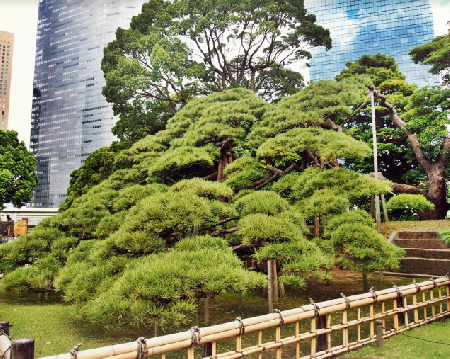 Jardín Hama Rikyu