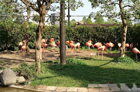 حديقة حيوان أوينو