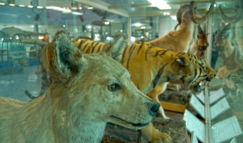Irán Shiraz  Museo de Historia Natural y Tecnología Museo de Historia Natural y Tecnología Irán - Shiraz  - Irán