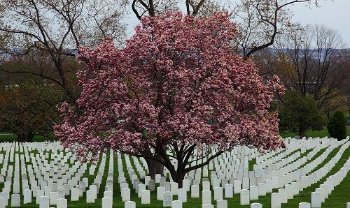 United States of America Washington Arlington National Cemetery Arlington National Cemetery Washington - Washington - United States of America