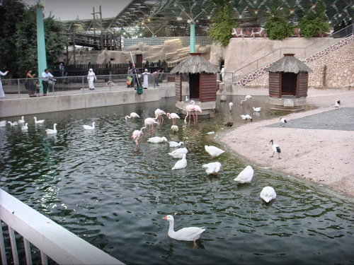 Qatar Doha  Zoológico de  Doha Zoológico de  Doha Qatar - Doha  - Qatar