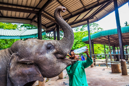 Sri Lanka Kandy Pinnawala Elephant Orphanage Pinnawala Elephant Orphanage Kandy - Kandy - Sri Lanka