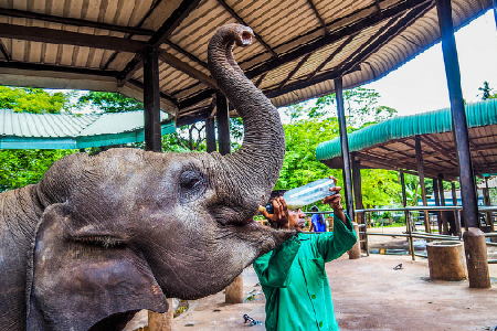 Hoteles cerca de Orfanato de elefantes de Pinnawala  Kandy