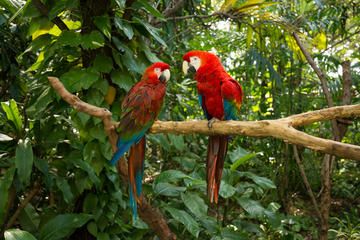 United States of America Miami  Parrot Jungle Trail Parrot Jungle Trail Florida - Miami  - United States of America