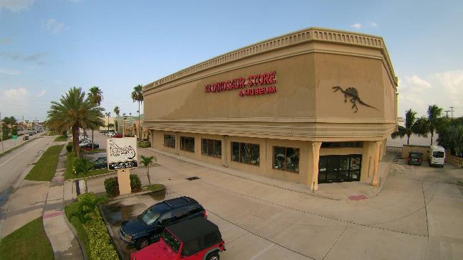 United States of America Orlando  The Dinosaur Store The Dinosaur Store Florida - Orlando  - United States of America