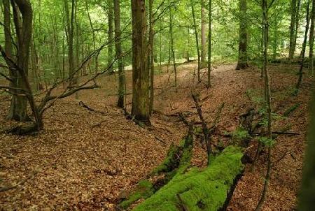 Bosque de Soignes