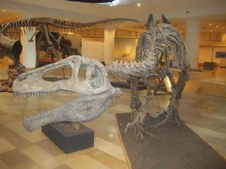 متحف التاريخ الطبيعي الهنغاري
