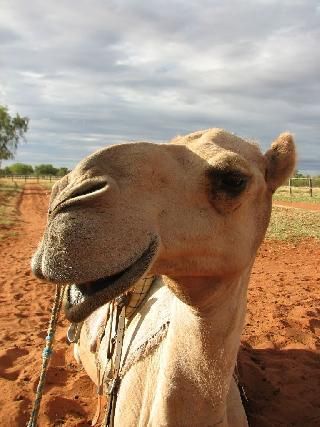 Niger Agadez  Mercado de Camellos Mercado de Camellos Agadez - Agadez  - Niger