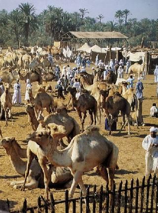 Niger Agadez  Camellos Market Camellos Market Niger - Agadez  - Niger