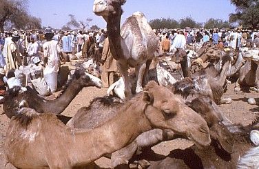 Niger Agadez  Camellos Market Camellos Market Niger - Agadez  - Niger