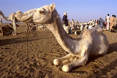 Niger Agadez  Mercado de Camellos Mercado de Camellos Niger - Agadez  - Niger