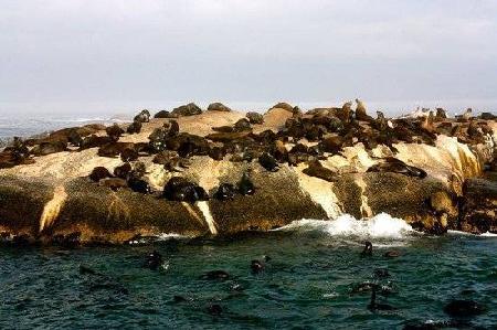 isla de las focas