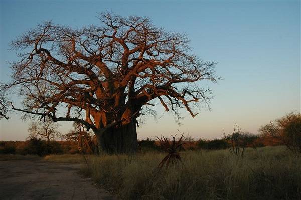 Sudáfrica Kruger National Park Colina Baobab Colina Baobab África - Kruger National Park - Sudáfrica
