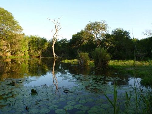 Sudáfrica Kruger National Park lago de pánico lago de pánico Kruger National Park - Kruger National Park - Sudáfrica