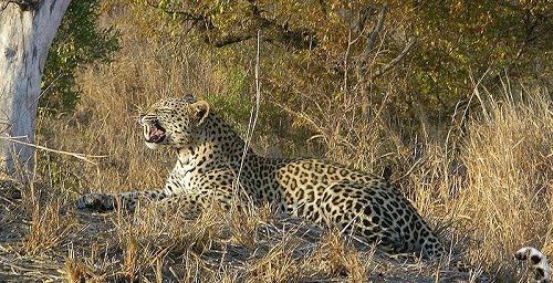 Sudáfrica Kruger National Park Reserva de caza Manyeleti Reserva de caza Manyeleti Kruger National Park - Kruger National Park - Sudáfrica