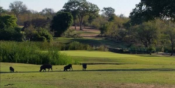 Sudáfrica Kruger National Park Club de golf Skukuza Club de golf Skukuza Kruger National Park - Kruger National Park - Sudáfrica