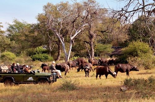 Sudáfrica Kruger National Park Reserva de caza Timbavati Reserva de caza Timbavati Kruger National Park - Kruger National Park - Sudáfrica
