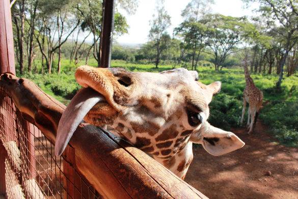 Kenia Nairobi  Center Giraffe Center Giraffe Kenia - Nairobi  - Kenia