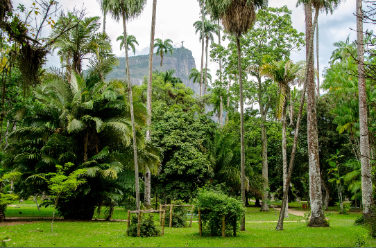 Brasil Rio De Janeiro Jardín Botánico Jardín Botánico Brasil - Rio De Janeiro - Brasil