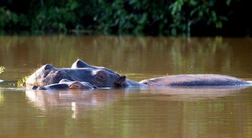 Zimbabue Harare  Piscinas de los Hipopótamos Piscinas de los Hipopótamos Zimbabue - Harare  - Zimbabue