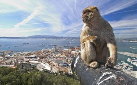 Los simios de Gibraltar