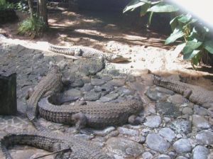 Mauritius Senneville Vanille Crocodile Park Vanille Crocodile Park Africa - Senneville - Mauritius