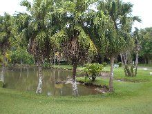 Mauricio Curepipe  Jardín Botánico Jardín Botánico Mauricio - Curepipe  - Mauricio