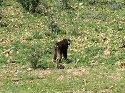 Namibia Windhoek  Parque de Animales de Daan Viljoen Parque de Animales de Daan Viljoen Windhoek - Windhoek  - Namibia