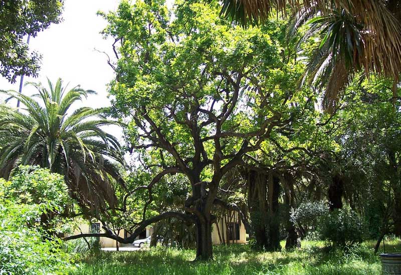 España Algeciras Parque de las Acacias Parque de las Acacias Cádiz - Algeciras - España