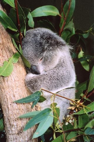 Australia Sidney Zoológico de Taronga Zoológico de Taronga Australia y El Pacífico - Sidney - Australia