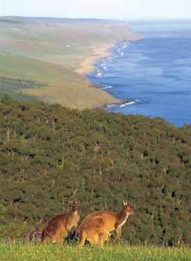 Australia  Isla Kangaroo Isla Kangaroo Australia y El Pacífico -  - Australia
