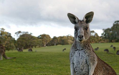 Australia  Isla Kangaroo Isla Kangaroo Australia -  - Australia