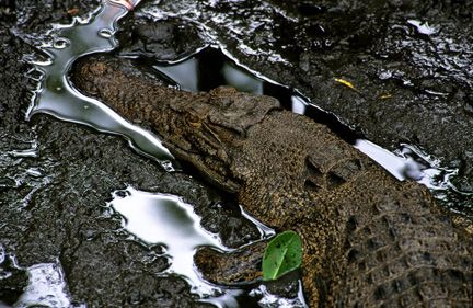 Crocodile Conservation Center