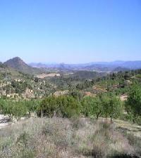 Las mejores ofertas de Fuente El Taif  2 Elche De La Sierra 