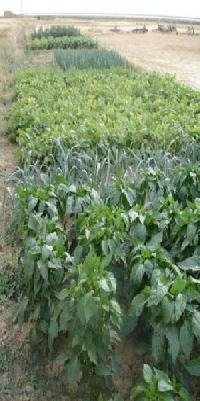 Las mejores ofertas de La Cañada Del Silo Marcilla De Campos 