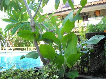 Las mejores ofertas de BALI SORGAWI HOTEL Isla de Bali