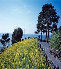 Las mejores ofertas de The Jeju Shilla Cheju