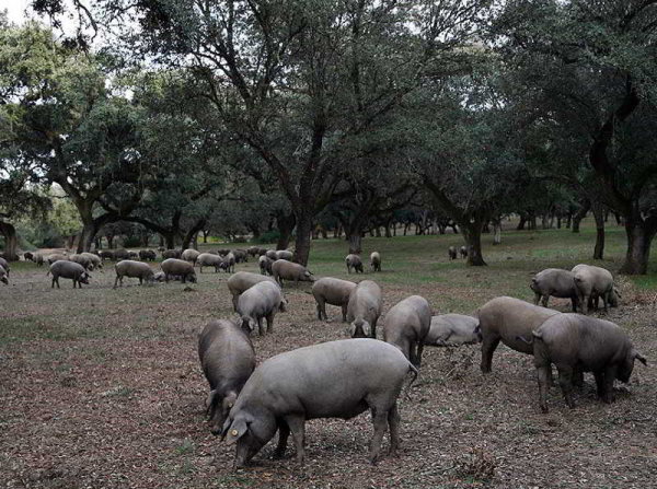 Las mejores ofertas de Sierra Aracena Aracena