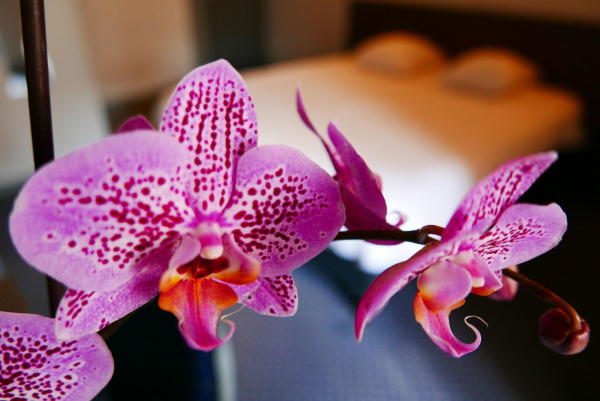 Las mejores ofertas de Hotel De Normandie Lyon 