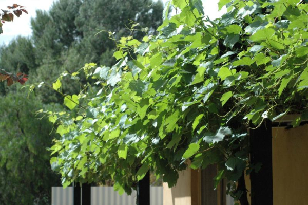 Las mejores ofertas de Burra Motor Inn North Coast