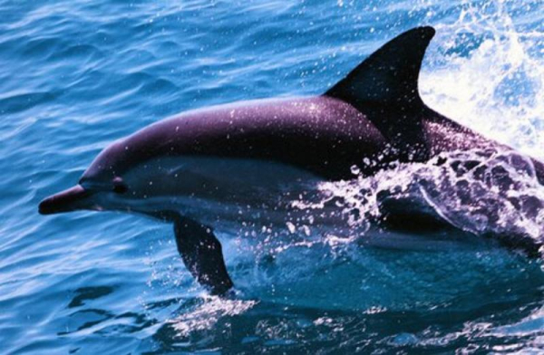 Las mejores ofertas de Beaches Serviced Apartments North Coast