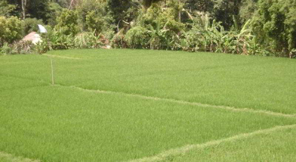 Las mejores ofertas de Kunang Kunang Guest House Isla de Bali