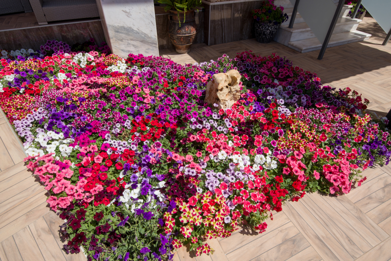 Paradice Hotel Luxury Suites