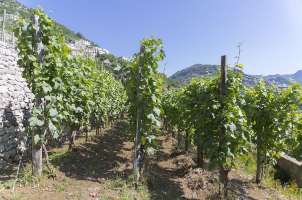 Las mejores ofertas de Zi'Ntonio Neapolitan Riviera