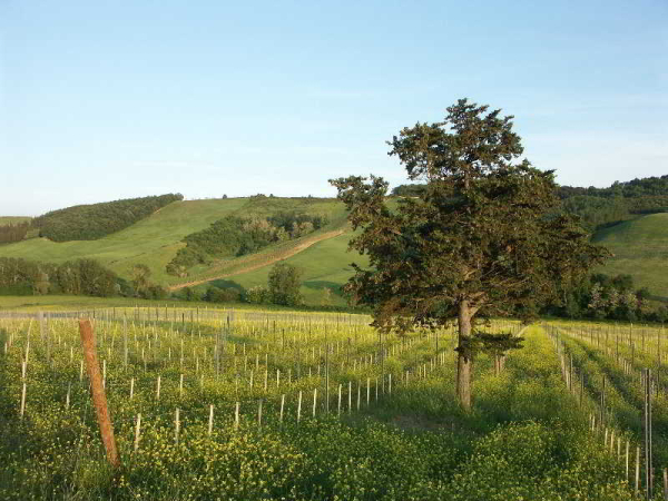 Las mejores ofertas de Fattoria Voltrona Siena